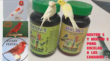 PreCria 2022 - administración de  Nekton S y Nekton E para encelar a los canarios
